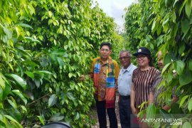 Harga Lada Babel Beranjak Naik