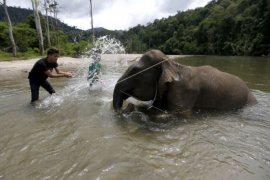 Gajah Dimandikan Jelang Buka Wisata Konservasi Masa Normal Baru Page 1 Small