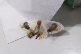 Kupu-kupu unik gambar lalat jenis Macrocilix Maia ditemukan warga Bener Meriah