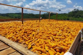 Manfaatkan Lahan Tahura Paser Kembangkan Agroforestry