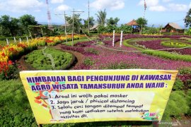 Simulasi wisata agro di Banyuwangi