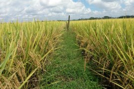 Balitbang Pertanian targetkan tanam Inpari IR Nutri Zinc di Gorontalo