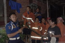 Damkar Bengkulu evakuasi dua ekor ular piton ukuran tiga meter