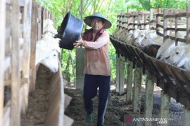 ACT rangkul peternak lokal siapkan hewan kurban Idul Adha