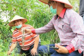 Pemkab Simalungun berburu hama tikus di dua desa