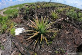Lahan bekas karhutla mulai ditanami