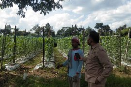 Menuju normal baru, Petani Jambi  budidayakan tanaman dukung program pekarangan pangan lestari (P2L)