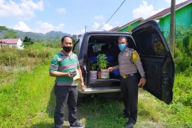 Tanam ganja di pot, BS ditangkap polisi