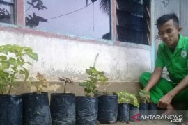 Selama "stay at home", Mahasiswa Polbangtan Medan asal Riau budidaya Bunga Piladang di pekarangan