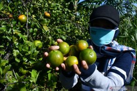 Wisata petik buah jeruk