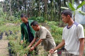 Mahasiswa Polbangtan Medan dampingi perawatan budidaya tanaman cabai
