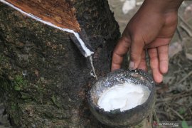 Balangan's COVID-19 fund goes into rubber farmers affairs