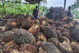 Harga sawit di Abdya naik, produksi TBS turun