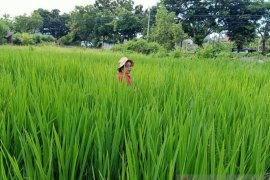 Beras merah Desa Munduk-Buleleng ditingkatkan produksinya