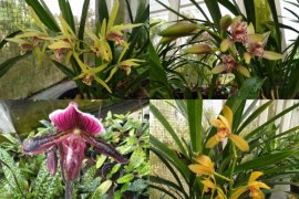 Balitbangtan siap memassalkan delapan varietas unggul anggrek