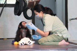 Lembaga konservasi satwa di dunia pun ikut terdampak COVID-19