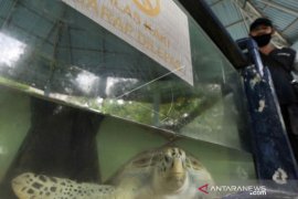 WISATA PENANGKARAN PENYU KEMBALI DIBUKA