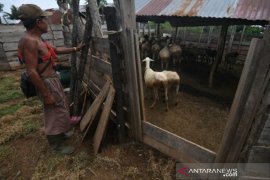 Budidaya domba khas Palu