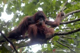 Orangutan Sumatera tiba-tiba muncul di Danau Lau Kawar