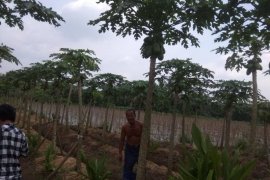Panen pepaya tumbuhkan ekonomi  warga Lebak di masa pandemi COVID-19