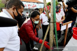 Badung hijaukan lingkungan dengan Tabebuya