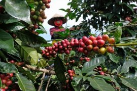 Harga kopi arabika merosot