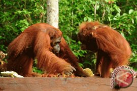 Orangutan masuk ke kawasan permukiman Sampit