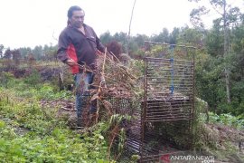 Misteri makhluk pengisap darah ternak, Pemburu: Ada gua di balik air terjun