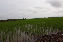 Pemprov Kalsel bakal beli beras petani untuk stok pangan selama pandemi