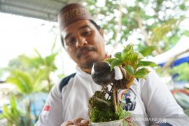 Budi daya bonsai kelapa makin diminati