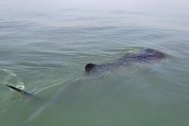 Wisata hiu paus, KKP: hindari perilaku tak patut