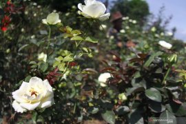 Petani bunga beralih tanam sayuran