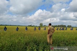 Diserang hama, 12,5 hektare sawah di Kendari gagal panen