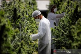 Guru Besar UGM: Ganja medis bisa jadi alternatif obat tapi bukan pilihan utama