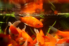Pasokan ikan hias ditambah