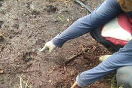 VIDEO - Seekor sapi mati, warga Desa Tenggayun Bengkalis temukan jejak harimau