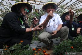 Menteri Pertanian panen sayur organik