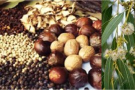 Puluhan ribu tanaman di Indonesia belum tereksplorasi jadi obat