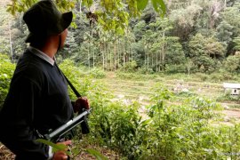 Tiga hari diawasi, BKSDA  Agam tak temukan jejak harimau di Sungai Pua