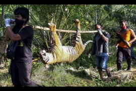 Harimau mati terkena racun