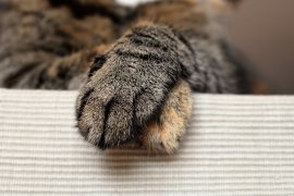 Bunuh kucing untuk dimakan, seorang warga diringkus polisi