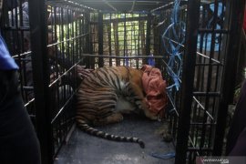BKSDA catch Sumatran tiger wandering around Solok's plantation area