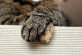 Seekor kucing di Jepang diberi penghargaan setelah bantu selamatkan warga