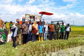Sinergi penyuluh dan petani Tanjabbar jaga ketahanan pangan