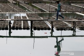 Budidaya Kepiting Sangkak