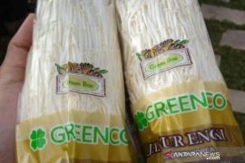 Pemprov Babel sidak jamur enoki asal Korea Selatan