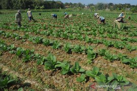 Pemerintah didesak segera revisi aturan tentang 'diskon rokok'