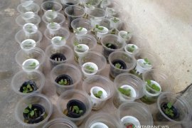 Memasuki normal baru mahasiswa Polbangtan Medan asal Sumsel ajak petani millenial inovatif