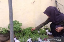 Mahasiswa Polbangtan Medan manfaatkan "styrofoam" makanan sebagai media tanam sayuran