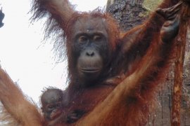 Bayi orangutan Pancaran penghuni baru Suaka Margasatwa Lamandau